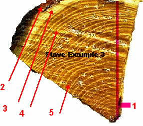 end of osage stave showing growth rings