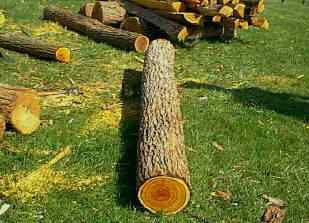 beautiful osage orange log