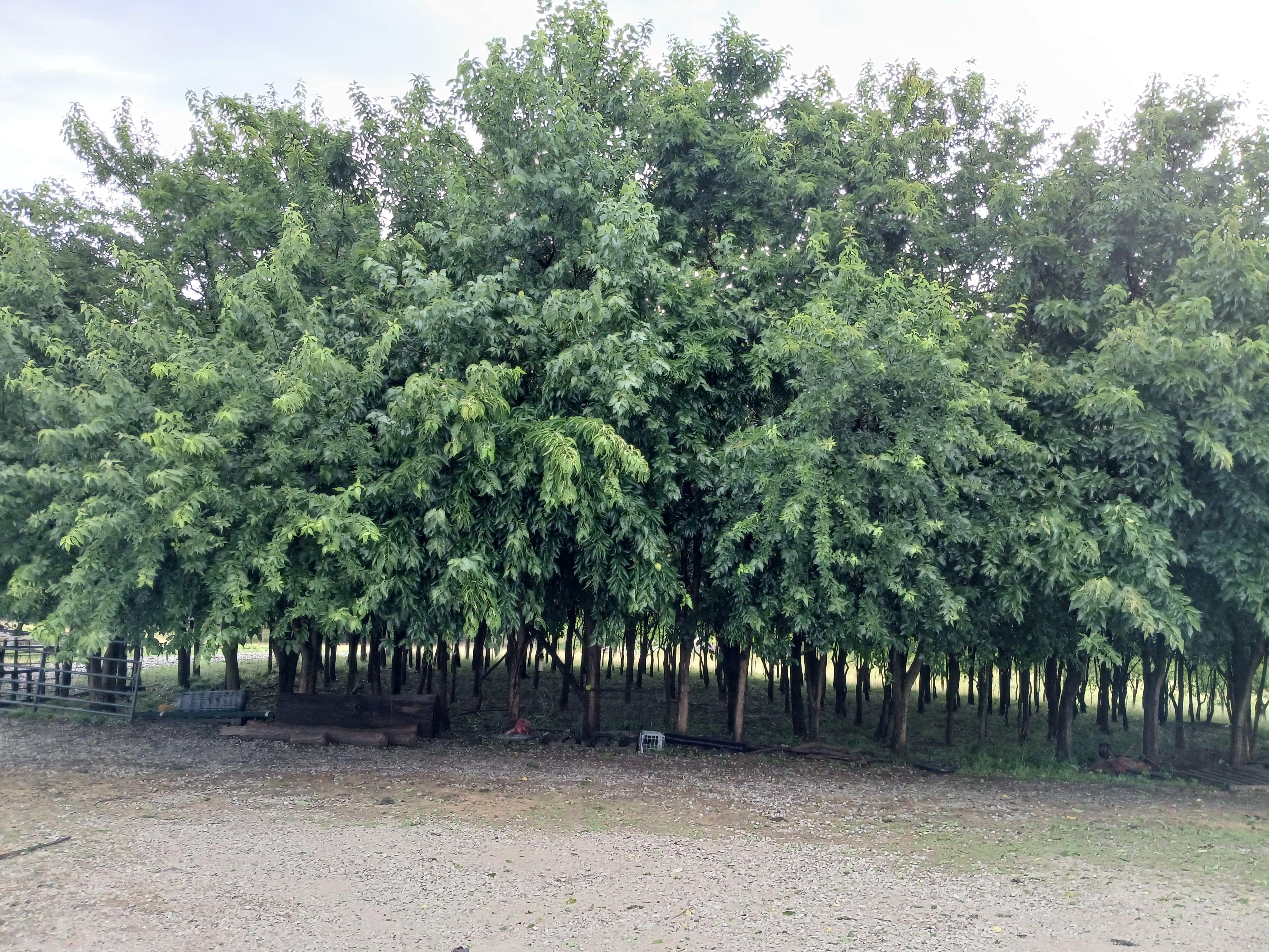 Osage orange trees